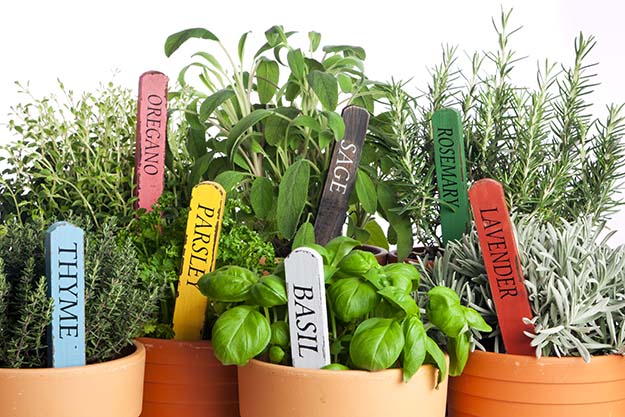 Different herbs in the pot | Grow Your Garden All Year Long With An Indoor Garden