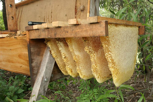 A top bar bee hive with honeycomb forming underneath