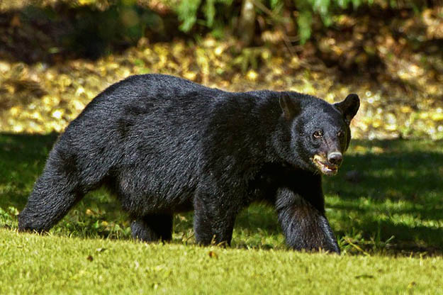 Arkansas Hunting Laws Bear