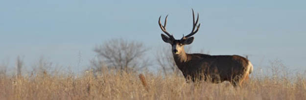 Deer Hunting Seasons | Colorado Hunting Laws And Regulations