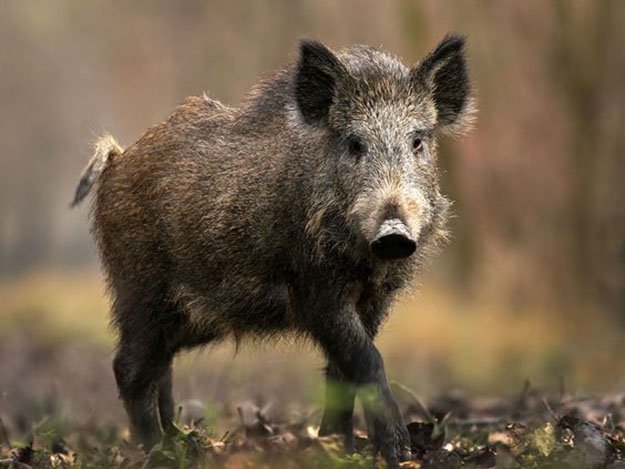 Hunting Wild Hogs in Florida | Florida Hunting Laws and Regulations