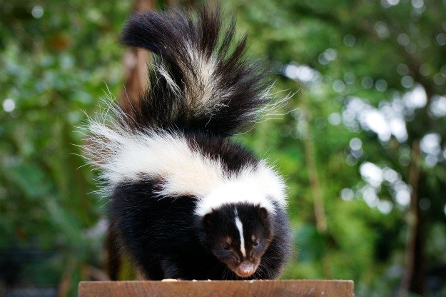 skunk-2 How To Deter Skunks In 3 Surprisingly Simple Steps