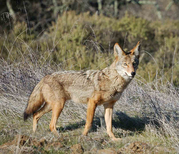 How To Get Rid Of Coyotes Debris Mound