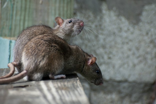 two-rats-on-wooden-plank 9 Ways to Repel Rats Naturally For A Rodent-Free Fall