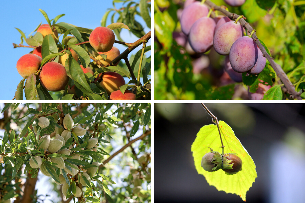 Fruit and Nut Trees | Best Plants for your Survival Garden