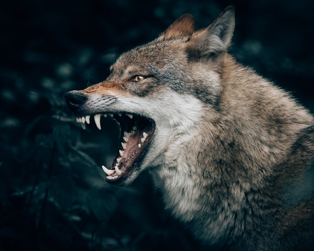 Wolf and Coyote Attacks | How to Survive Attacks from Dangerous Animals