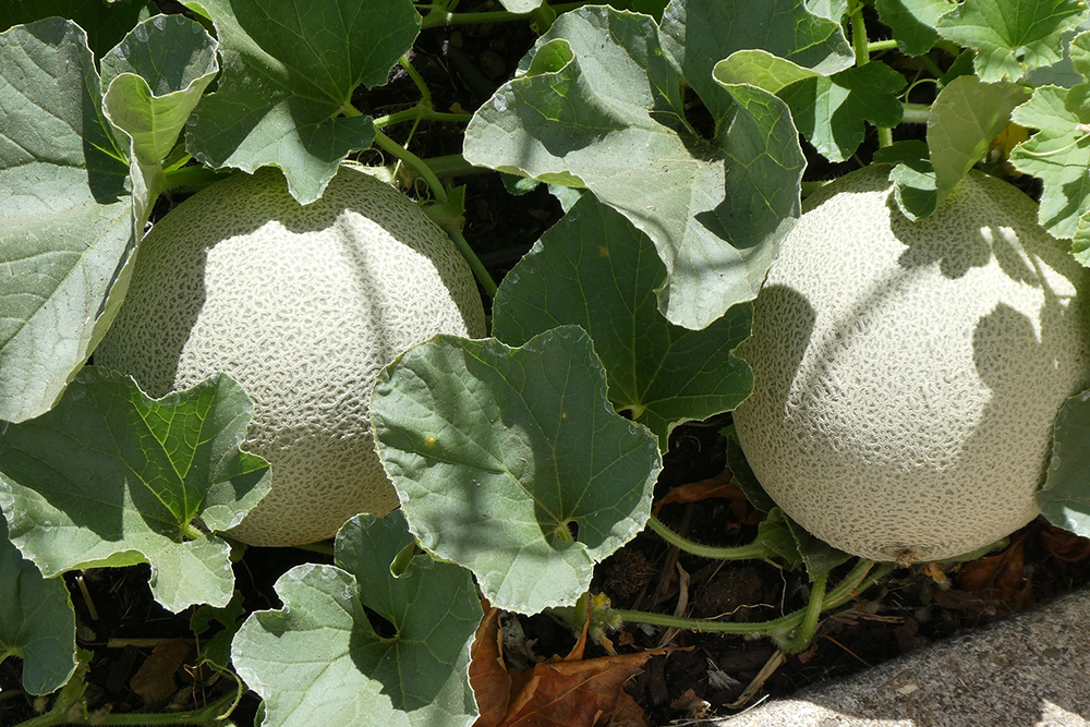 Cantaloupe | The Best Plants to Grow for your Summer Garden