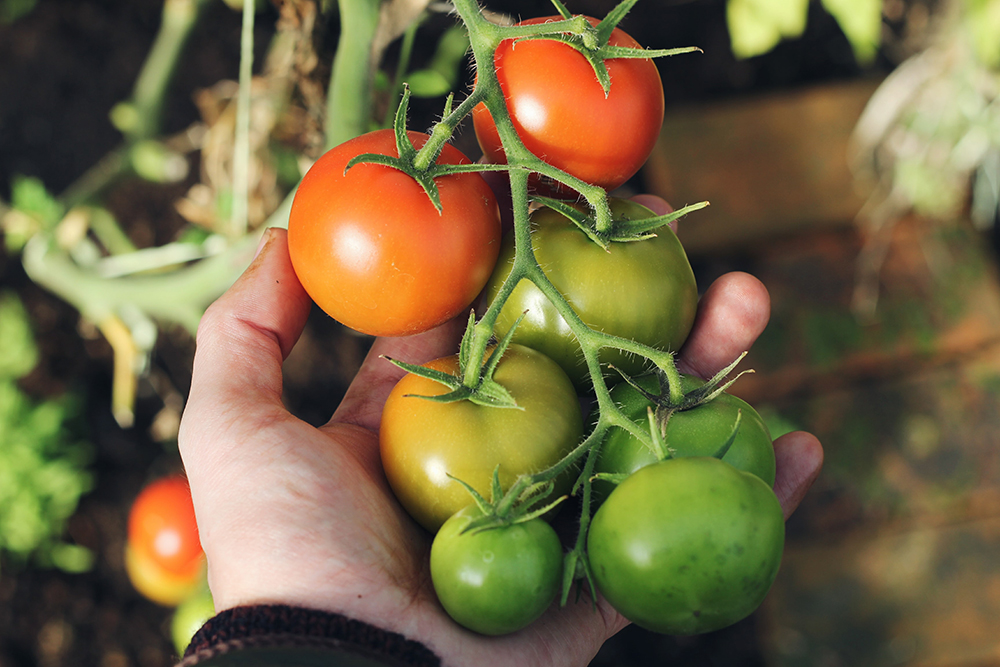 Tomatoes | The Best Plants to Grow for your Summer Garden