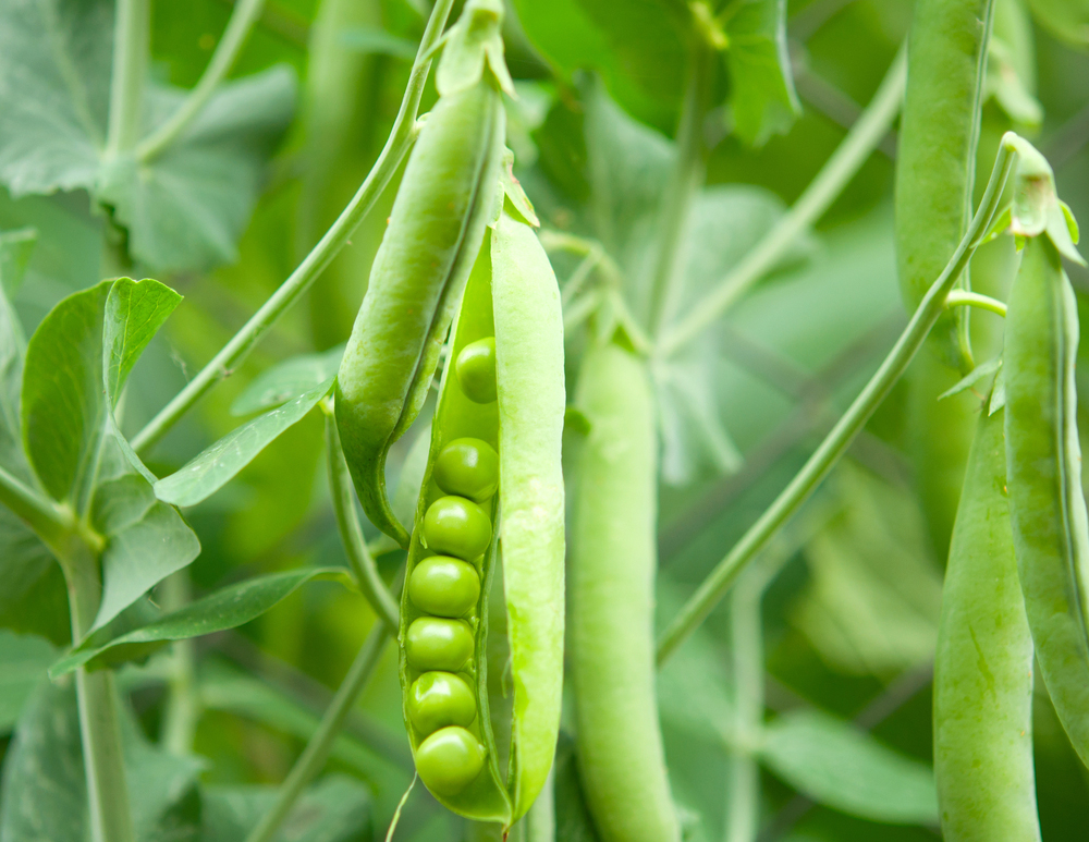 Green Beans | The Best Plants to Grow for your Summer Garden