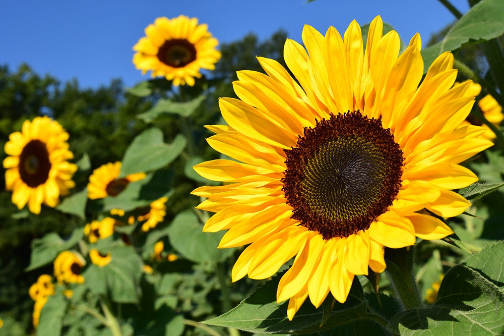 Sunflowers | The Best Plants to Grow for your Summer Garden