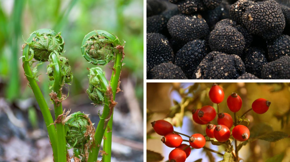 Pacific Northwest | Foraging for Wild Edibles Across the Nation