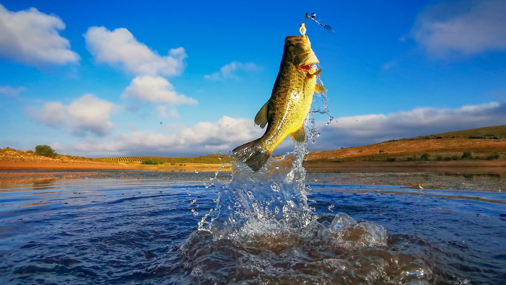 Be Ready for the Jump | Bass Fishing Tips