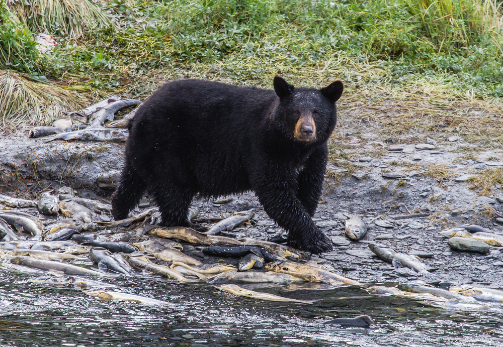 Bears | Surviving Predator Attacks 