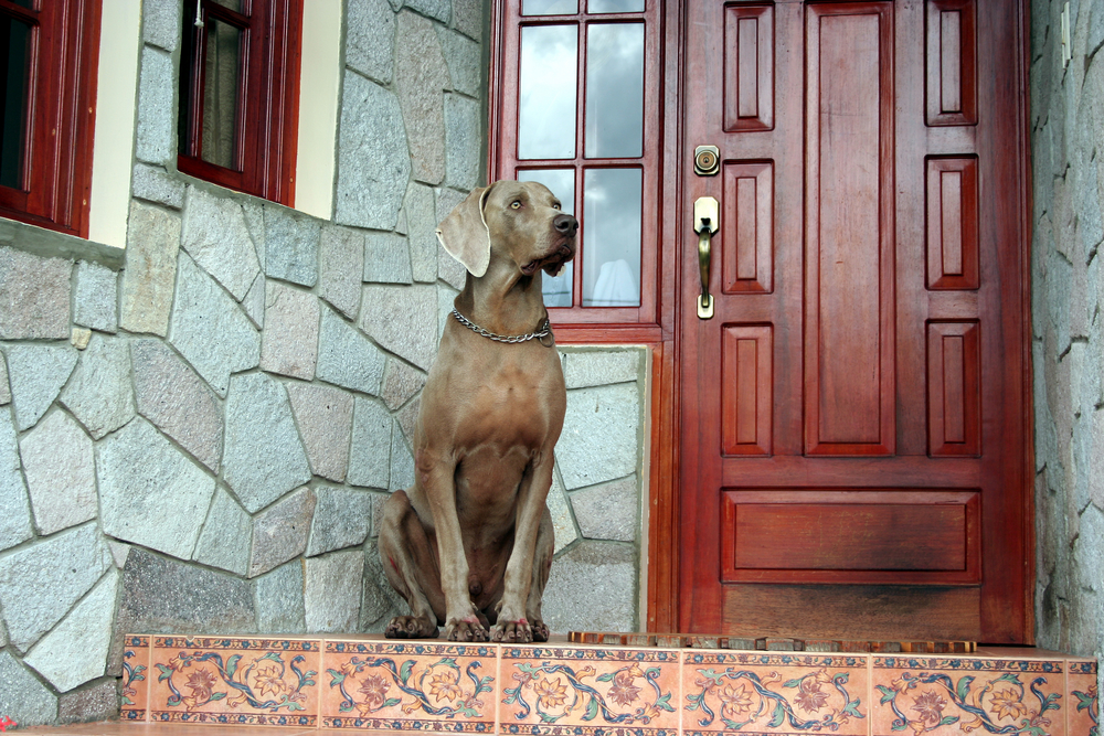 Dogs | Home Defense Plans And Deterrents That Work