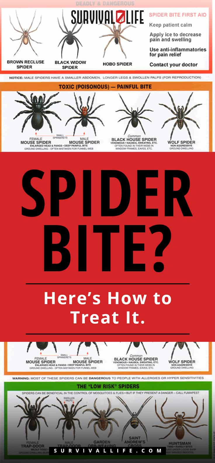 Spider Bite | Spider Bite? Here's How to Treat It.