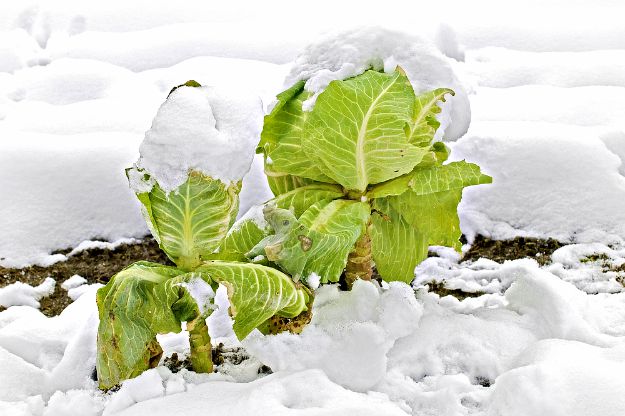 Cool Season Vegetables or Winter Crops List | Winter Vegetable Garden: Never Too Cold for Fresh Food