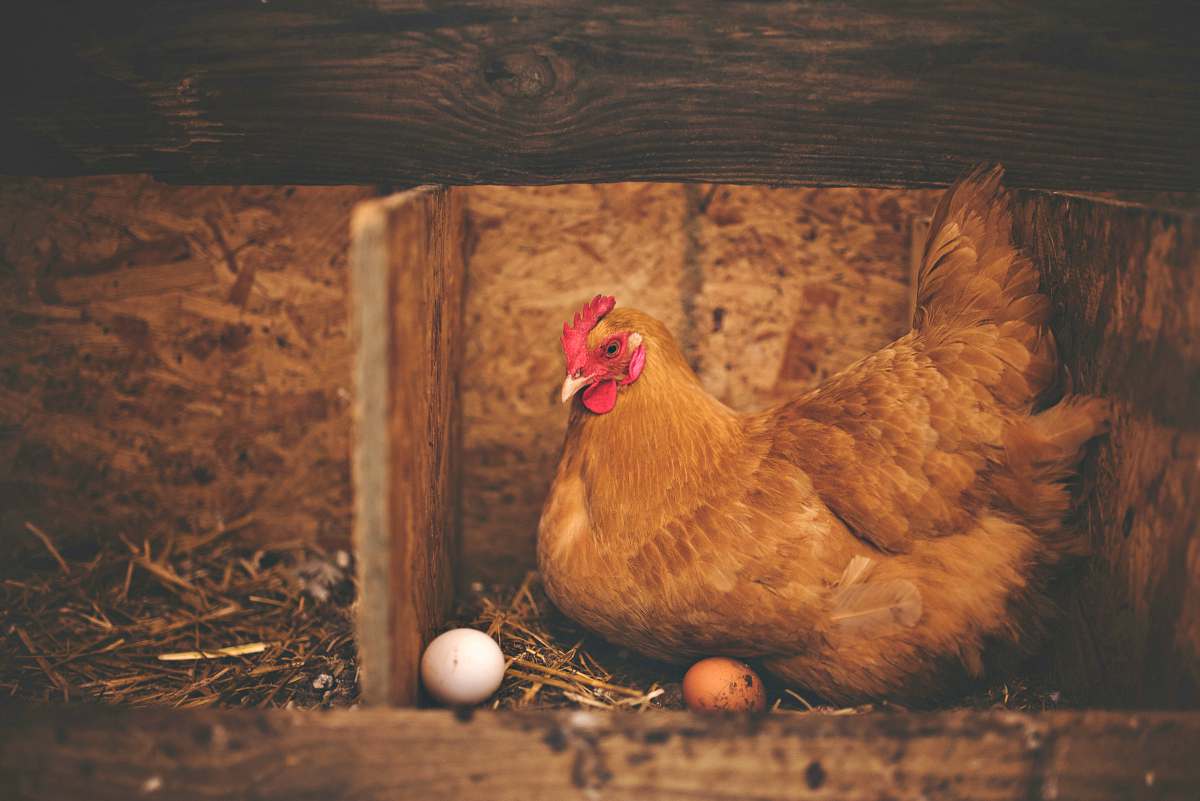 Brown hen near white egg on nest | Hen Pecked: An In-Depth Interview On Raising Chickens