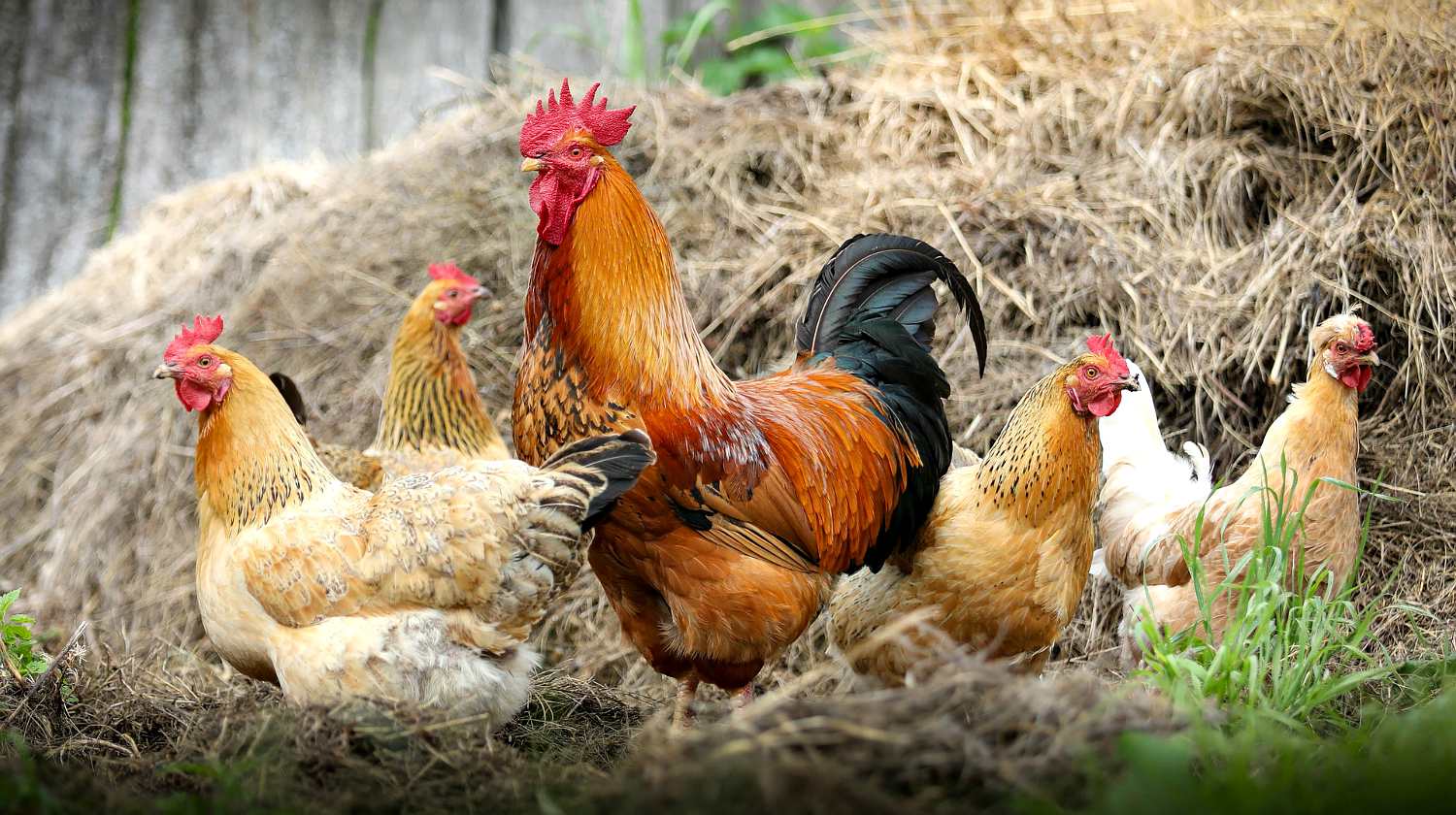 Featured | Chicken on a farm | Hen Pecked: An In-Depth Interview On Raising Chickens