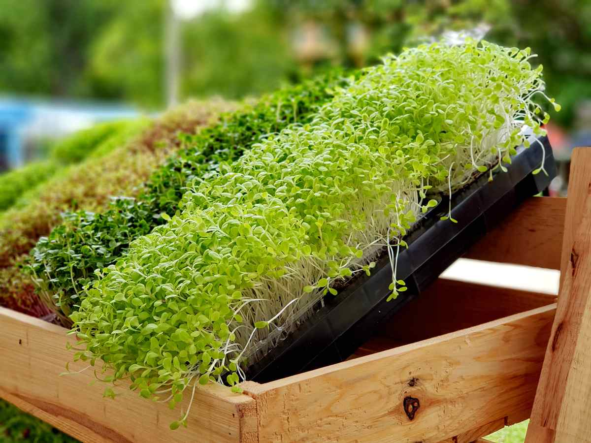 A microgreen or Sprouts are raw living sprout vegetables germinated from high quality organic plant seeds | Your Road Map To Self Sufficiency 