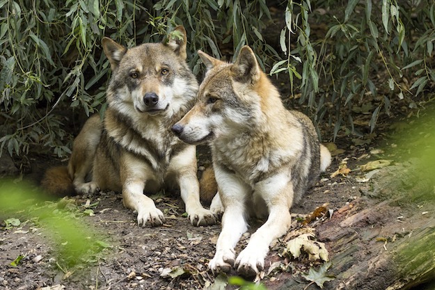 Wolf Packs