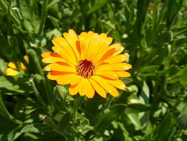 Pot Marigold | Medicinal Plants You Can Grow In Your Backyard | Survival Life