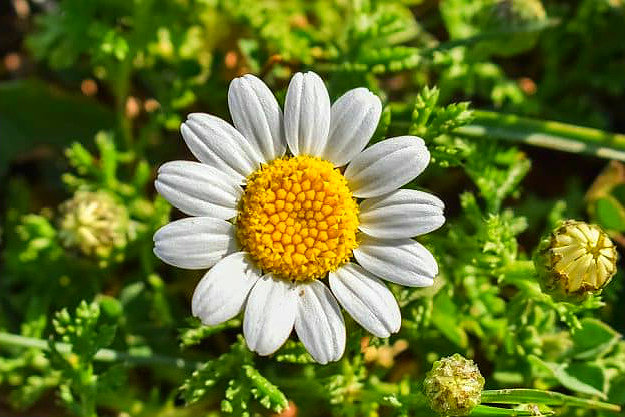Chamomile | Medicinal Plants You Can Grow In Your Backyard | Survival Life