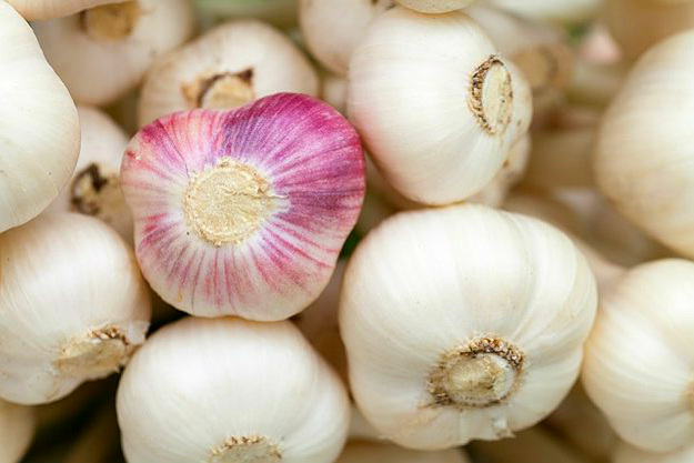 Garlic | Medicinal Plants You Can Grow In Your Backyard | Survival Life