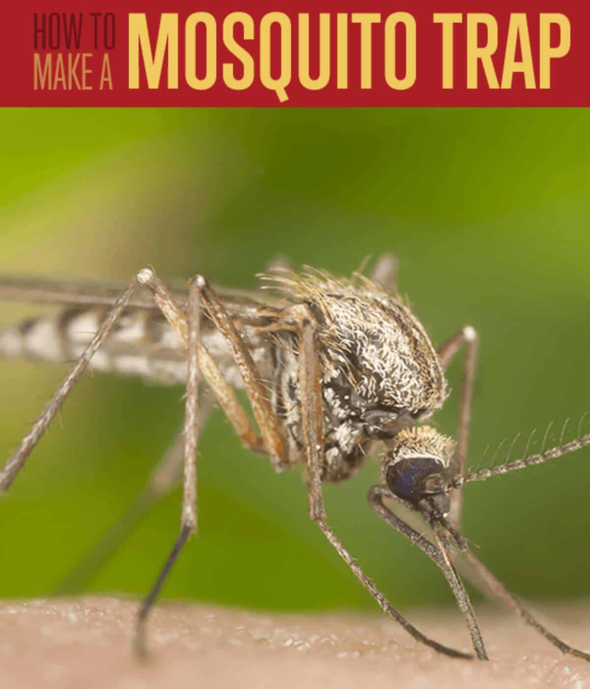how to make a mosquito trap | Homemade Mosquito Trap Instructions | Summer-Ready Your Preps | homemade mosquito trap | homemade mosquito repellent for yard