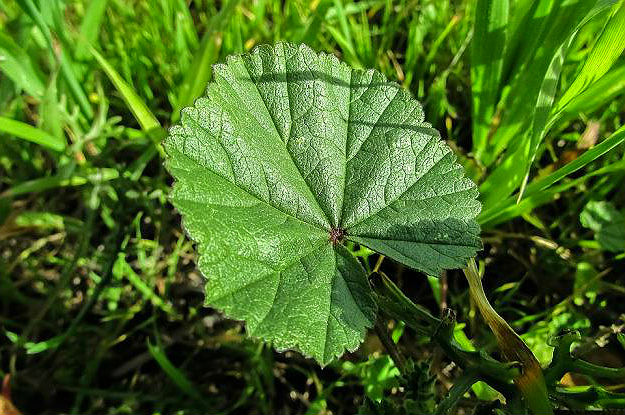 Marsh Mallow | Medicinal Plants You Can Grow In Your Backyard | Survival Life