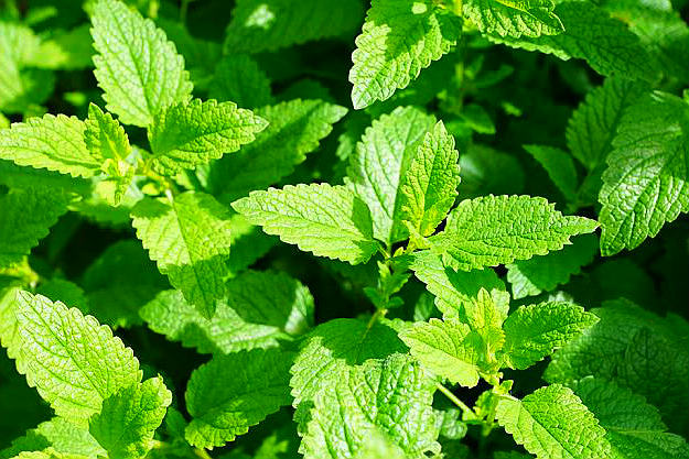 Mint | Medicinal Plants You Can Grow In Your Backyard | Survival Life