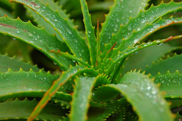 Aloe Vera | Medicinal Plants You Can Grow In Your Backyard | Survival Life
