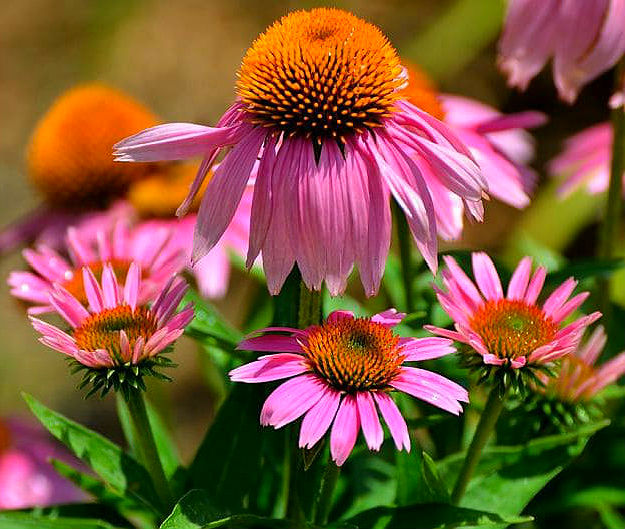 Echinacea | Medicinal Plants You Can Grow In Your Backyard | Survival Life