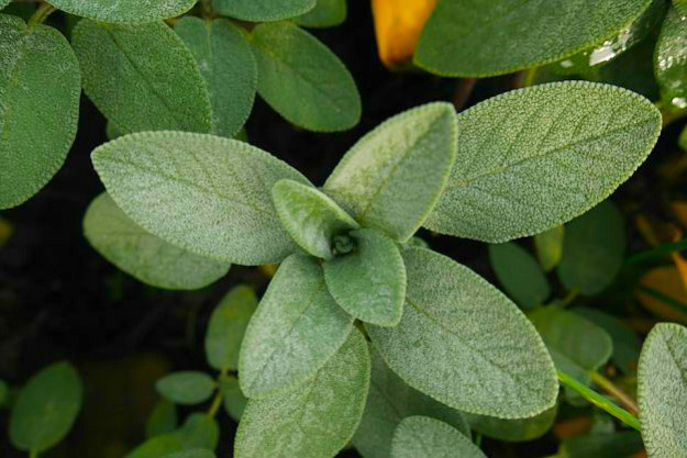 Sage | Medicinal Plants You Can Grow In Your Backyard | Survival Life