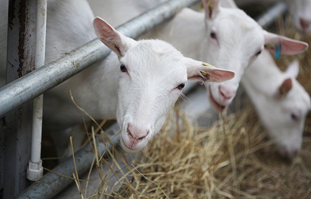 farming goats