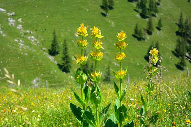 Yellow Gentian | Medicinal Plants You Can Grow In Your Backyard | Survival Life