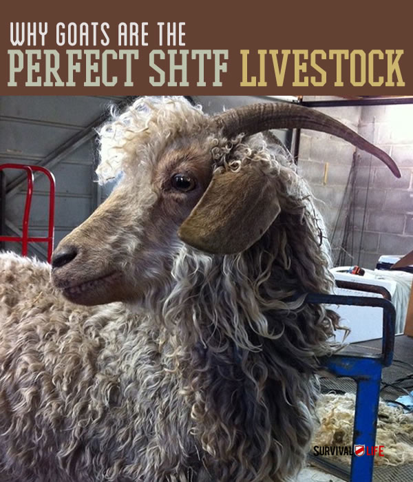 raising-goats-for-prep-shtf-livestock