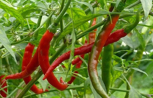 Cayenne Peppers | The Top Ultimate Medicinal Herbs For Your Bug Out Bag