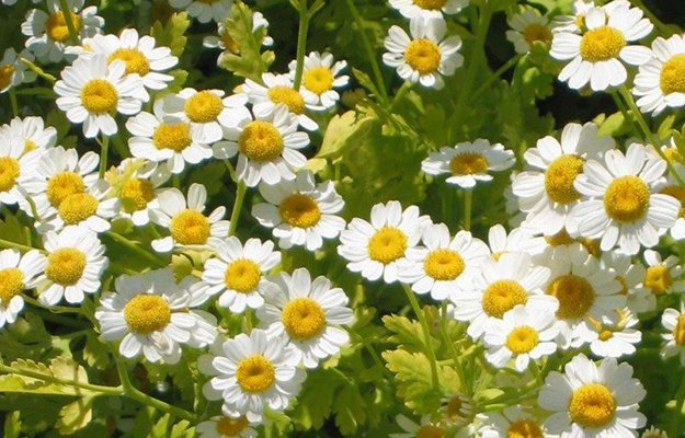 Feverfew | The Top Ultimate Medicinal Herbs For Your Bug Out Bag