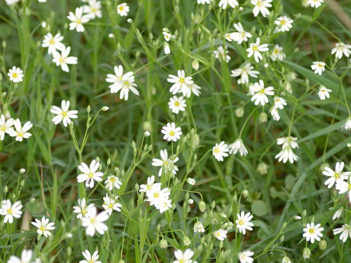 chickweed white plant flowers | Primitive Sun Block Methods | Natural Remedies | natural remedies | list of natural remedies