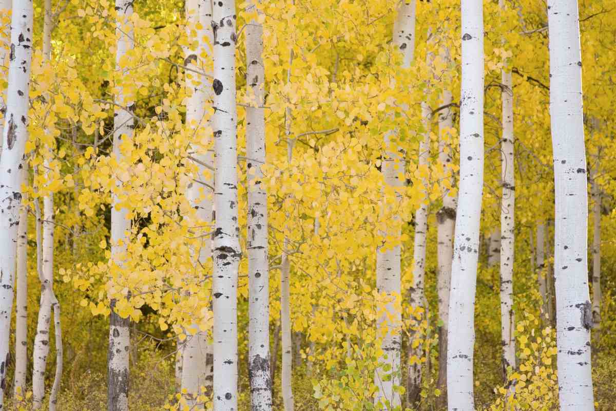 colorful aspen trees during autumn | Primitive Sun Block Methods | Natural Remedies | natural remedies | list of natural remedies
