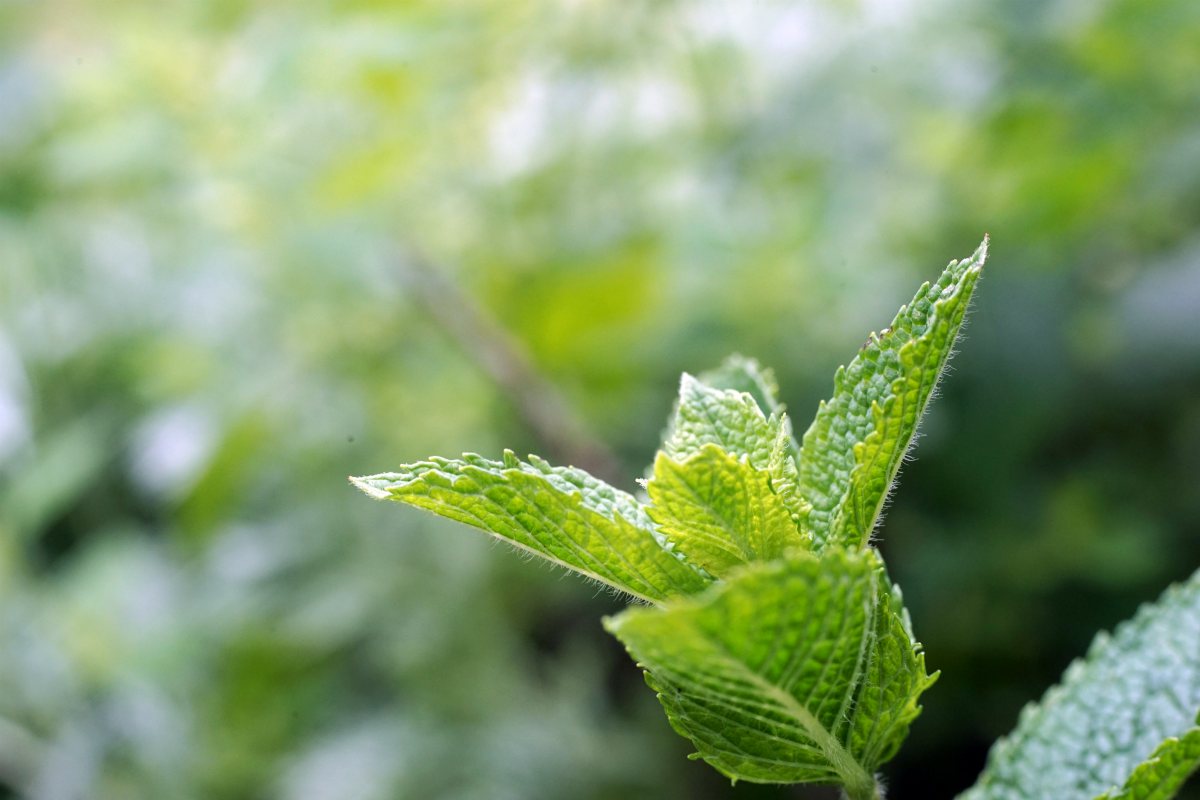 peppermint garden green leaves | Primitive Sun Block Methods | Natural Remedies | natural remedies | natural home remedies