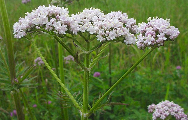 Valerian Root | The Top Ultimate Medicinal Herbs For Your Bug Out Bag