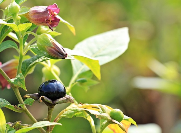 Belladonna | Medicinal Plants That Could Save Your Life