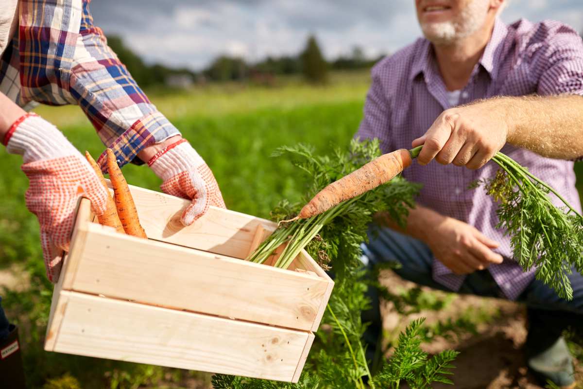 A senior couple with box picking carrots at farm garden | Ways To Prepare For Economic Collapse | Things You Should Do