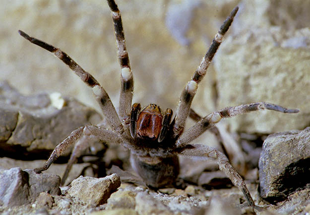Brazilian Wandering Spider (Phoneutria) | Survival Skills | Guide to Venomous Spiders