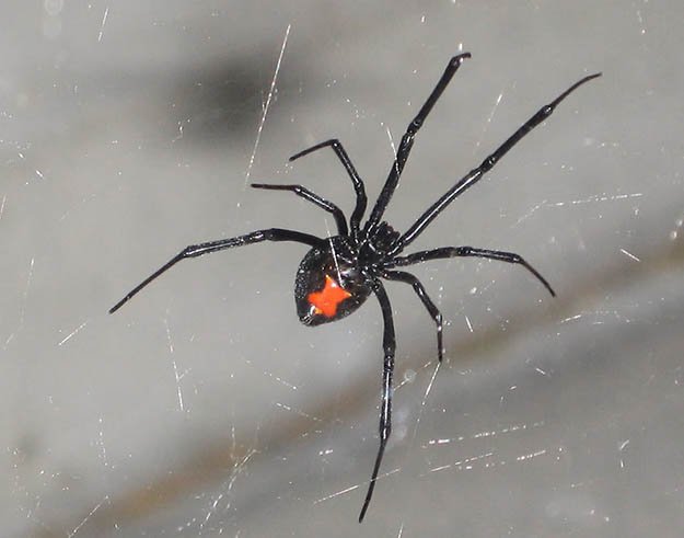 Black Widow (Latrodectus mactans) | Survival Skills | Guide to Venomous Spiders