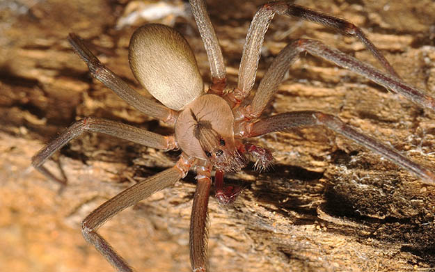 Brown Recluse Spider (Loxosceles reclusa) | Survival Skills | Guide to Venomous Spiders