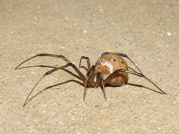 Brown Widow Spider (Latrodectus Geometricus) | Survival Skills | Guide to Venomous Spiders