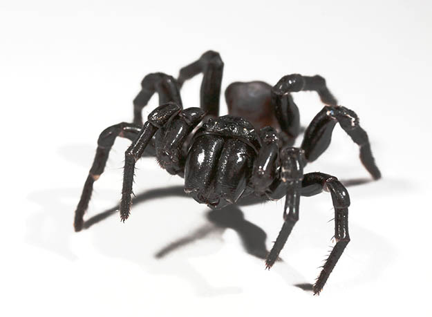 Sydney Funnel Web Spider (Atrax Robustus) | Survival Skills | Guide to Venomous Spiders