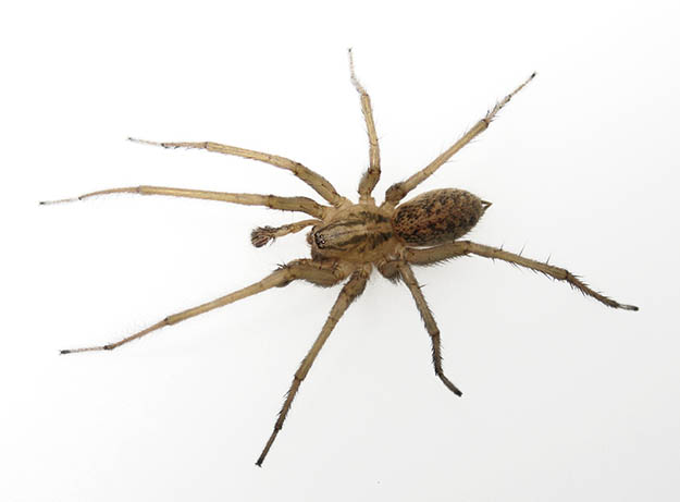 Hobo Spider (Tegenaria Agrestis) | Survival Skills | Guide to Venomous Spiders